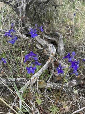 Larkspur5232026.jpg
