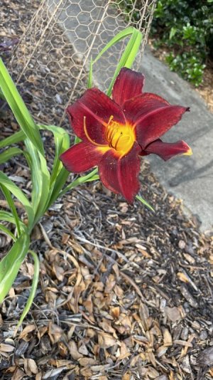 IMG_2920.jpeg