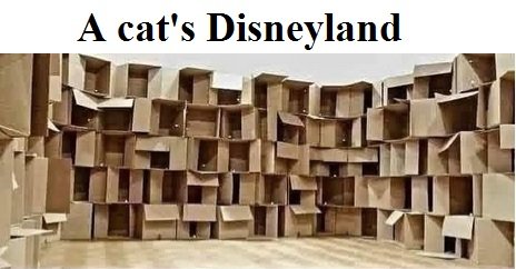 cat disneyland.jpg