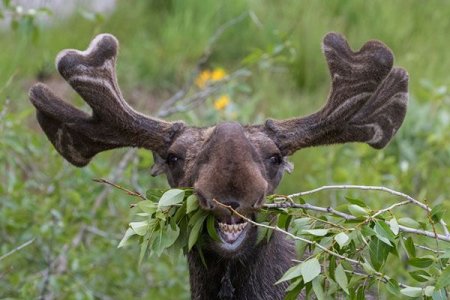 072225moose.jpg 072225moose.jpg