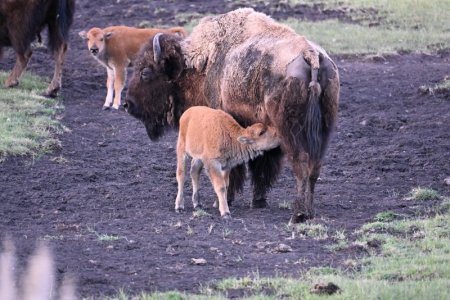 Bisonmilking.jpeg Bisonmilking.jpeg