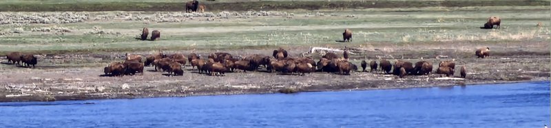 Bisonfuneral.jpg Bisonfuneral.jpg