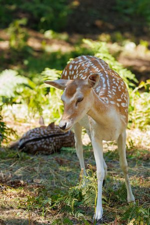 fawn.jpg