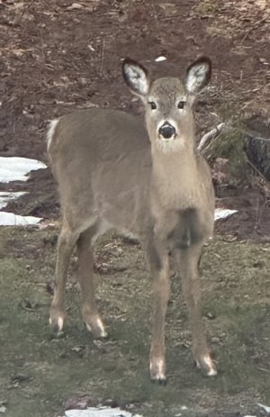 IMG_2909.jpeg