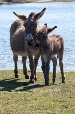 donkey1.jpg donkey1.jpg