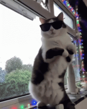 cat.gif