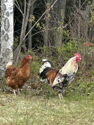 IMG_4110.jpeg