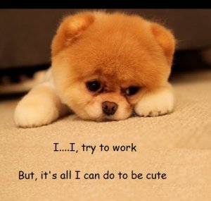 sad dog.jpg
