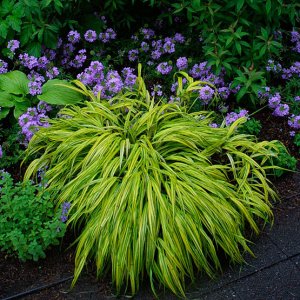 hakonechloamacraaureola_mg_1_lg-main.jpg