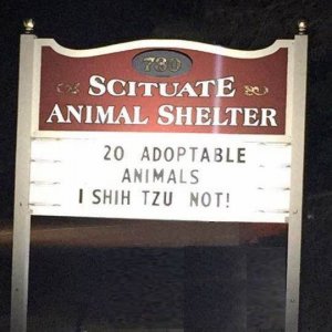 shih tzu.jpg