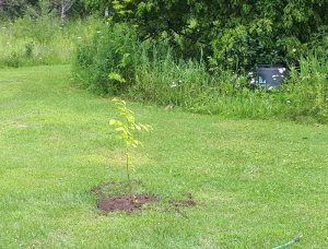 IMG_20190713_144606[2].jpg