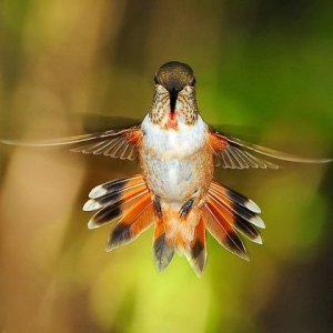 Humming bird.jpg