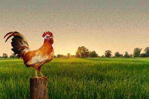New rooster crowing 2019.gif