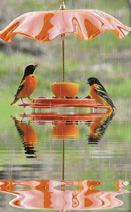 New birds in rain 2019.gif