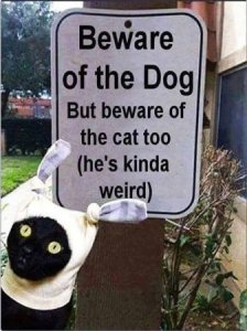 Weird Cat @.jpg