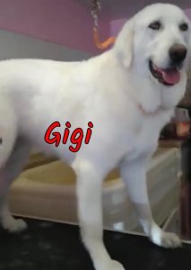 Gigi.jpg Gigi.jpg