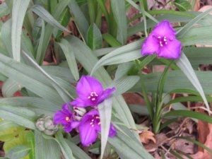 IMG_1326.JPG