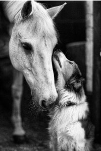 horse-and-dog.jpg