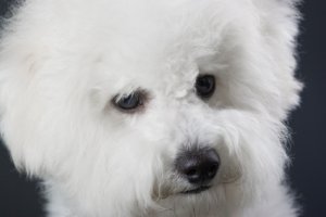 Bichon_Frise_Face.ashx.jpg