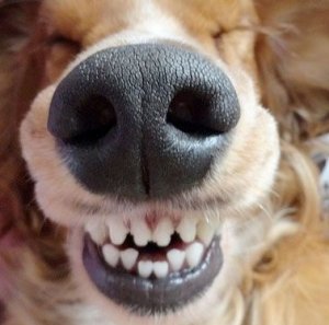 happy.jpg