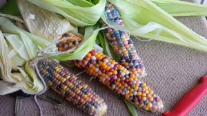 glass-gem-corn-12[3].jpg