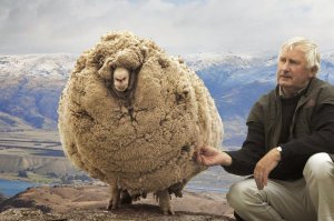 shrek-the-sheep-6[5].jpg