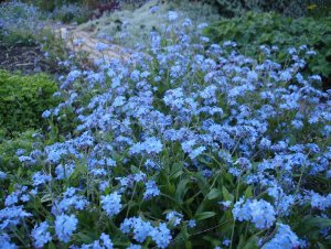 forgetmenots-field-comp.jpg