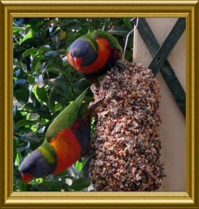 birds 2.JPG