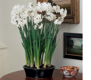 paperwhite narcissus.jpg