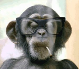 monkey1.jpg