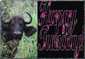 happy tuesday002.jpg