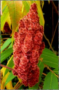 Sumac tree.jpg