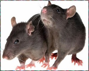 rats.jpg
