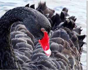 blackswan.jpg