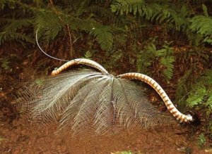 SLyrebird-display-Beste2.jpg