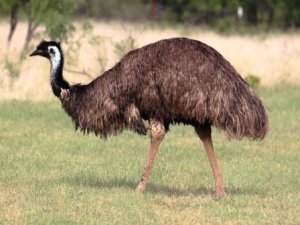 EMU_.jpg