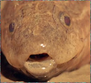 lungfish.jpg