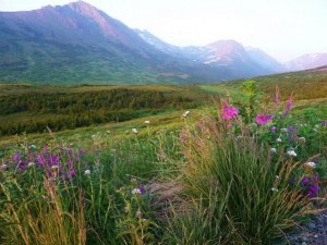 Alaska summer alaskan 1.jpg