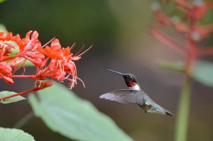 ruby throated hummingbird 3.jpg