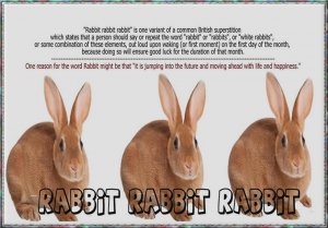 rabbit.jpg