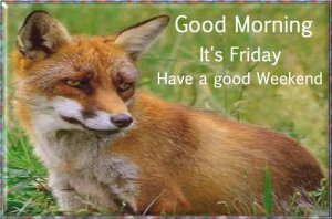 Good Morning Friday.1a.jpg