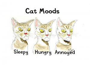 Cat Moods.jpg