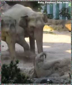 Baby Elephant falls over.jpg