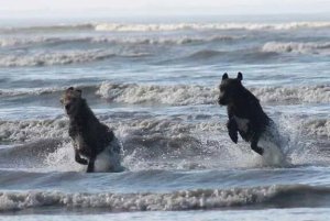 Wolfhounds.jpg