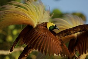 2-nationalgeographic-1522293_84749_600x450.jpg