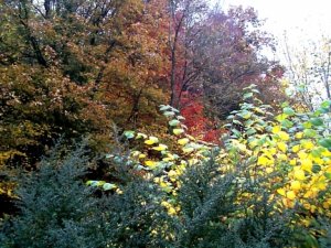 View from the patio in Autumn 2.JPG