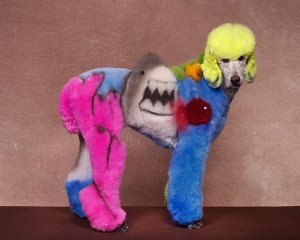 image.jpg