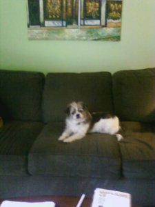 dog.jpg
