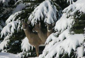 Deer.jpg