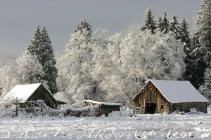 Barns.jpg